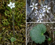 Jepsonia parryi