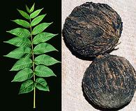 Juglans nigra