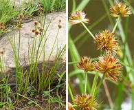 Juncus acuminatus