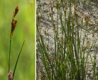 Juncus alpinoarticulatus