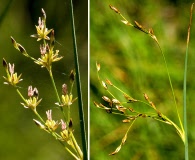 Juncus arcticus