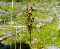 Juncus biflorus