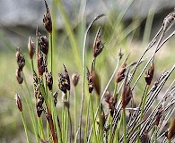 Juncus biglumis