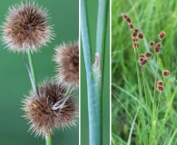 Juncus brachycarpus