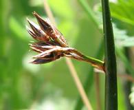 Juncus breweri