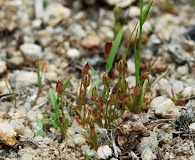 Juncus bryoides