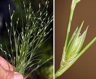 Juncus bufonius