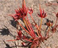 Juncus capitatus