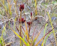 Juncus castaneus