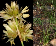 Juncus chlorocephalus