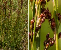 Juncus compressus