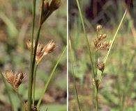 Juncus covillei