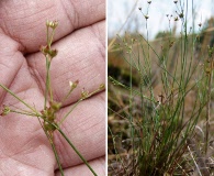 Juncus debilis