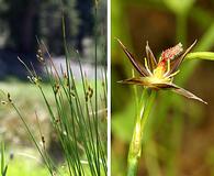 Juncus drummondii