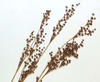 Juncus elliottii