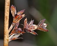 Juncus haenkei