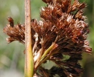 Juncus hesperius