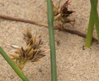 Juncus lesueurii