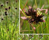 Juncus mertensianus