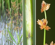 Juncus nodatus