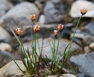 Juncus triglumis