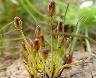 Juncus uncialis