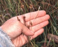 Juncus vaseyi