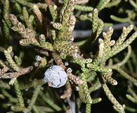 Juniperus californica