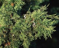 Juniperus chinensis