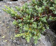 Juniperus communis