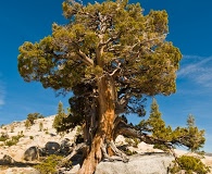 Juniperus grandis