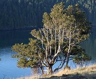 Juniperus maritima