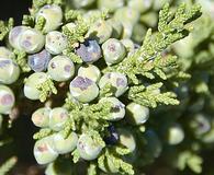 Juniperus monosperma