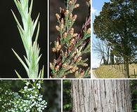 Juniperus virginiana