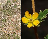 Kallstroemia californica