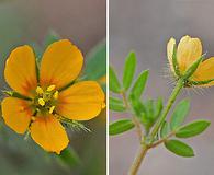 Kallstroemia grandiflora