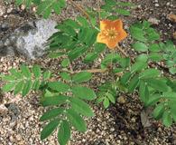 Kallstroemia peninsularis