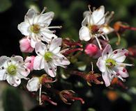 Kalmia buxifolia