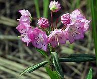 Kalmia polifolia