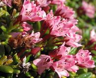 Kalmia procumbens