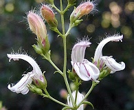 Keckiella breviflora