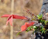 Keckiella corymbosa