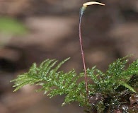 Kindbergia praelonga