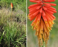 Kniphofia uvaria