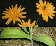 Krigia biflora