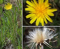 Krigia dandelion