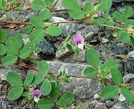 Kummerowia stipulacea