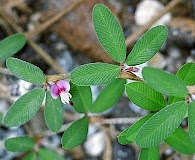 Kummerowia striata