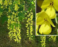 Laburnum anagyroides