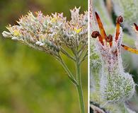 Lachnanthes caroliniana